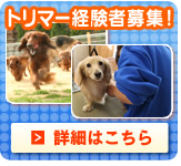 トリマー経験者募集！