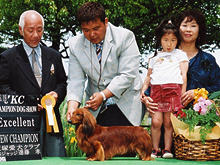 ケンちゃんドックショーに出場