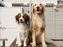N様の愛犬セナ君とベルちゃん